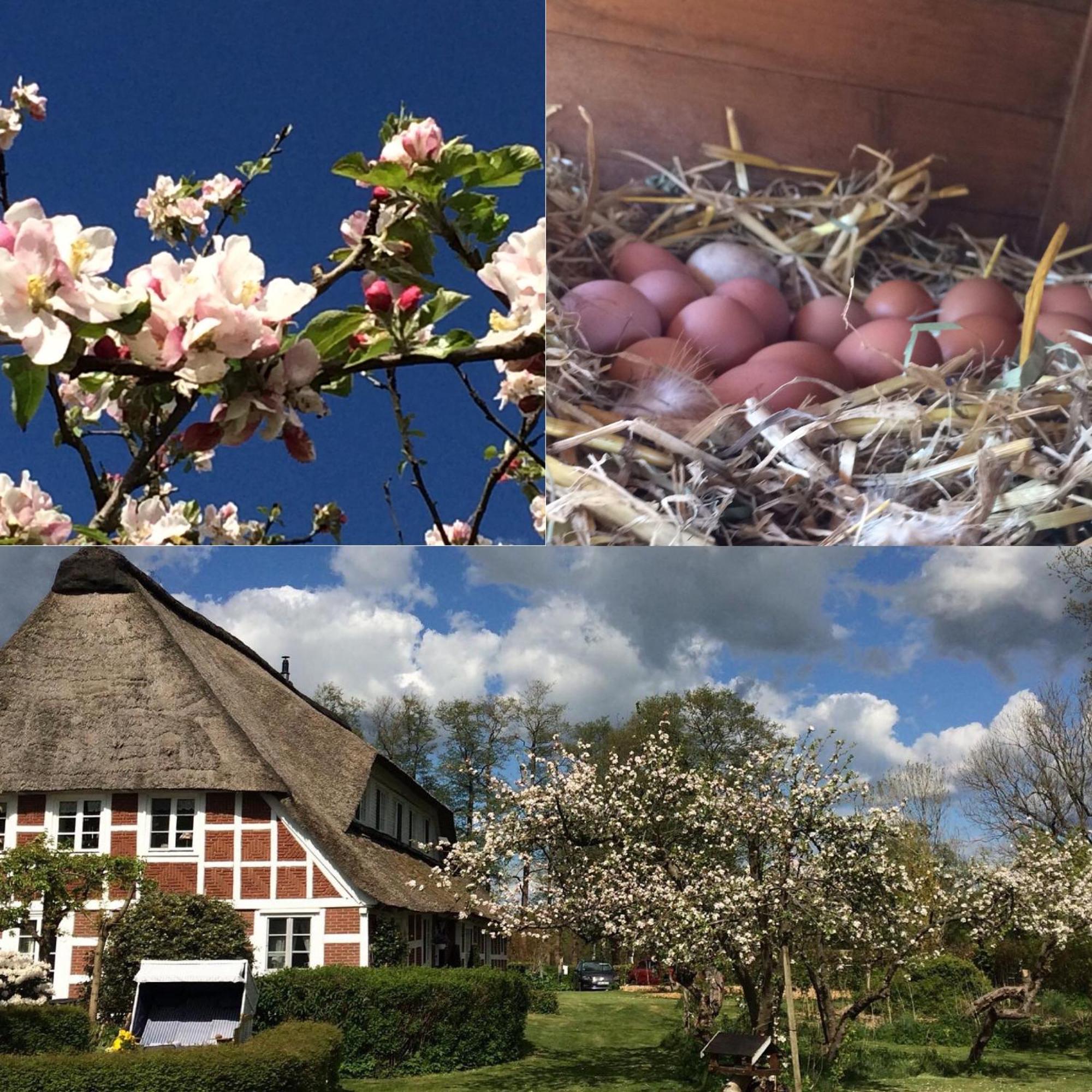 Altes Landhaus Oste, Klavier Appartement, 2 Zimmer Mit Kamin Hemmoor Dış mekan fotoğraf